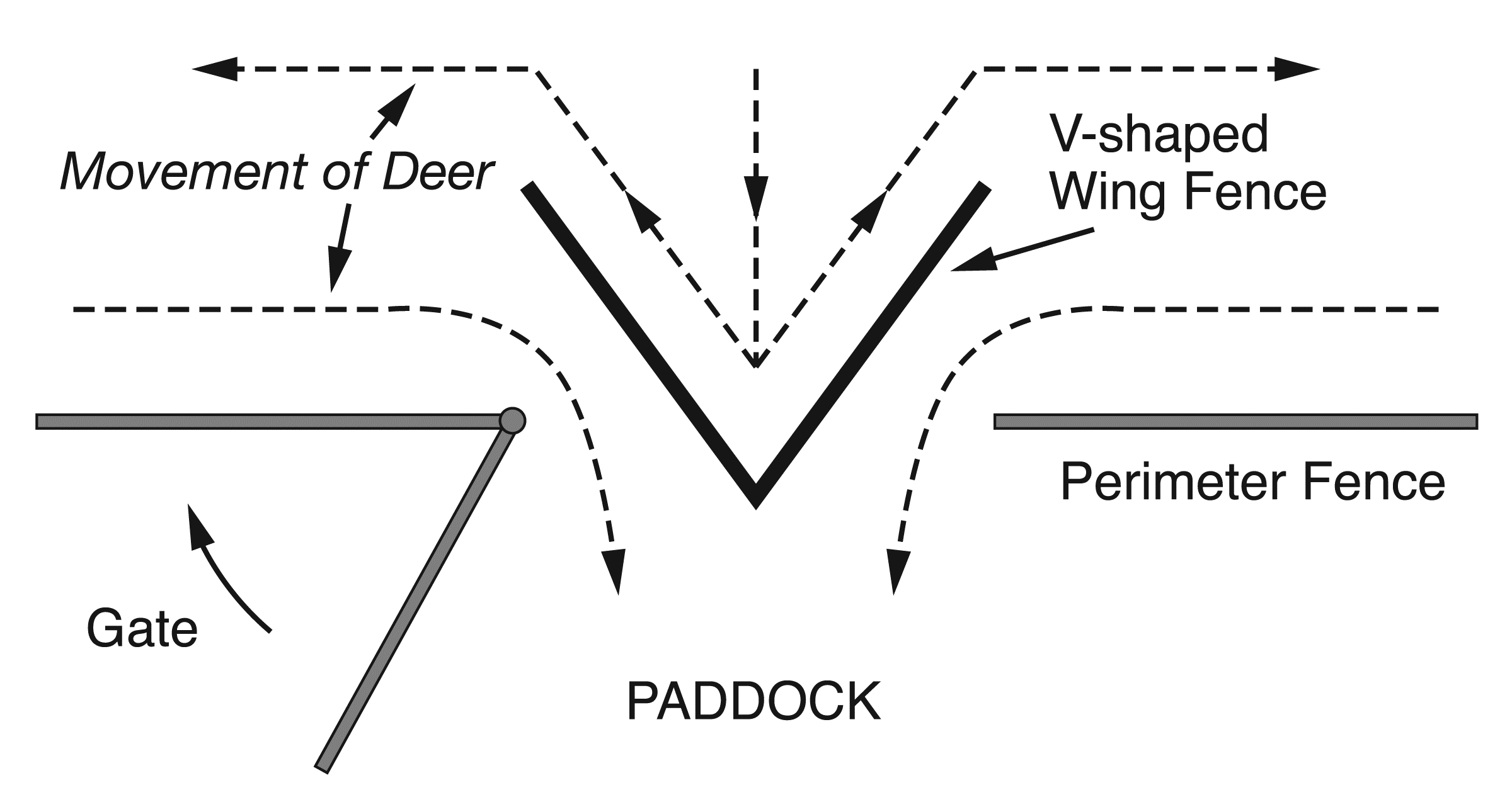 A drawing showing a V shaped wing fence to channel deer  into the recovery paddock. 