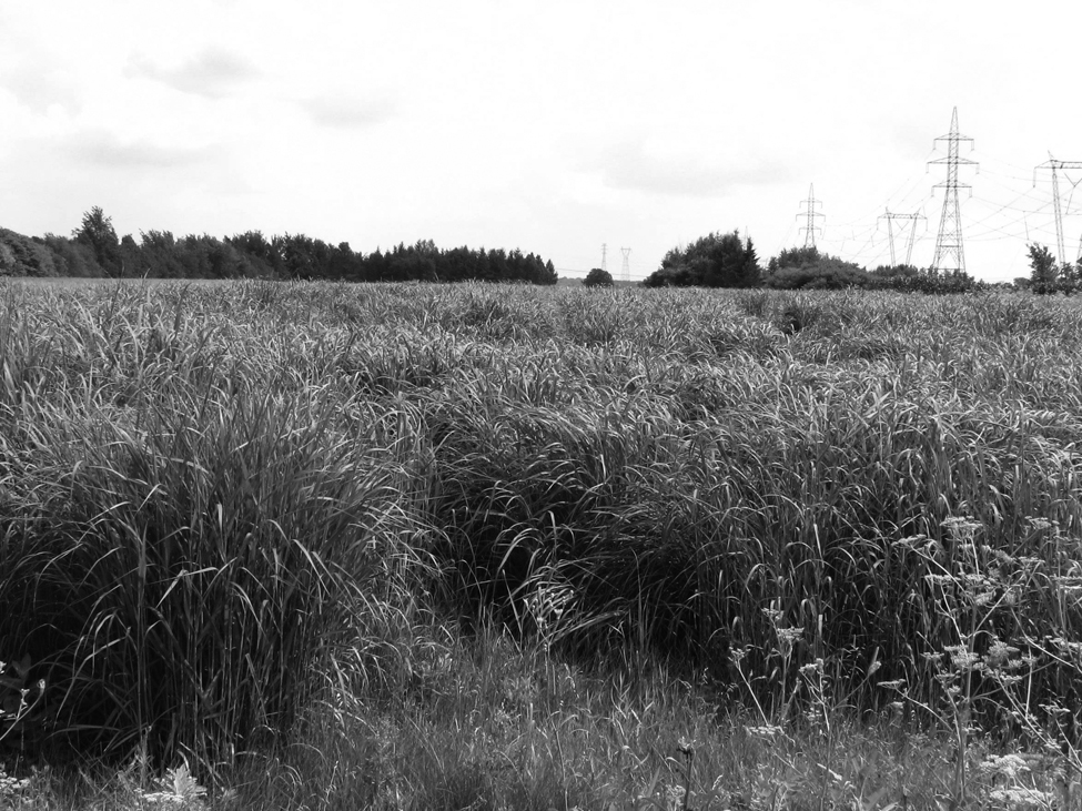 A field of switchgrass