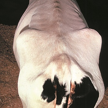 Photo montrant la proéminence des os de la hanche, des ischions et des vertèbres chez une vache maigre.