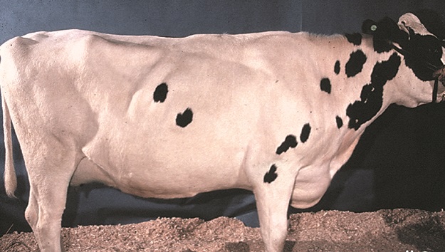 This is a picture of a cow with average body condition, with a body condition score of 3.