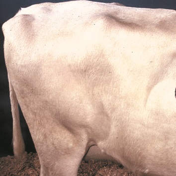 This is a picture showing the short rib area of a cow with average body condition. There is no overhanging shelf-like appearance of these bones.
