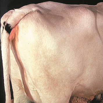 Photo d'une vache en bon état de chair montrant la région des trochanters, entre les os de la hanche et les ischions, qui est dépourvue de dépression appréciable.