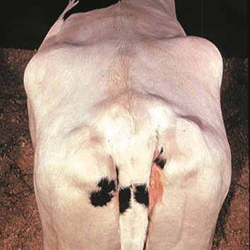Photo montrant l'aspect arrondi et sans aspérités des os de la hanche et des ischions. L'épine dorsale prend la forme d'une crête arrondie.
