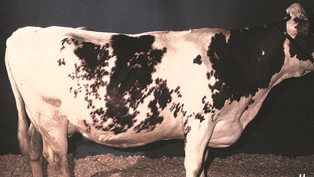 Photo d’une vache en état de chair dit « lourd » et à laquelle on a attribué l’indice 4.