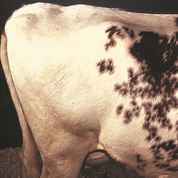Photo montrant la région lombaire d’une vache en état de chair dit « lourd ». On ne voit aucun surplomb des vertèbres lombaires.