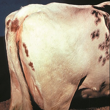 Photo d’une vache en état de chair dit « lourd » montrant l’échine, arrondie, qui s’aplatit dans les régions de la longe et de la croupe.