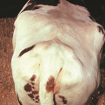 This is a picture showing that the hook bones of a heavy cow are smoothed over and the span between the hook bones over the backbone is flat. The area around the pin bones is beginning to show patches of fat deposit.