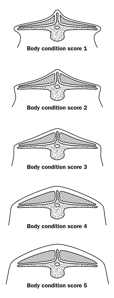 Five drawings showing cross-sections of the skin and fat cover over the backbone and short rib area at different body score conditions: Score 1 - an emaciated cow, score 2 - a thin cow, score 3 - cow that has an average body condition, score 4 - a heavy cow, score 5 - a fat cow.