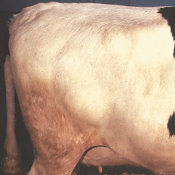 Photo montrant la région lombaire d’une vache grasse. On ne voit aucun surplomb des vertèbres lombaires. La région entre les os de la hanche, au-dessus de l’épine dorsale, est bien plate.