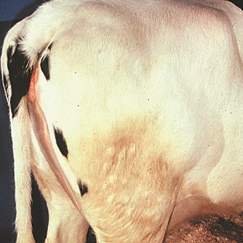 Photo d’une vache grasse qui montre les cuisses d’aspect évasé et les flancs alourdis.