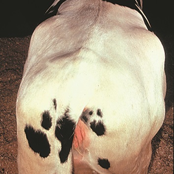  Photo d’une vache grasse dont la surface des os de la hanche prend une forme bien arrondie. L’épine dorsale, les os de la hanche, les ischions et et les vertèbres lombaires ne sont plus apparents. La région autour des ischions commence à révéler des dépôts de gras évidents.