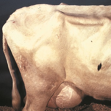 Photo montrant les vertèbres lombaires proéminentes qui donnent à la longe d’une vache émaciée l’aspect d’une planche à laver.