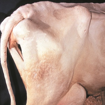 This is a picture showing sunken and in-curving thurl region and thighs of an emaciated cow.