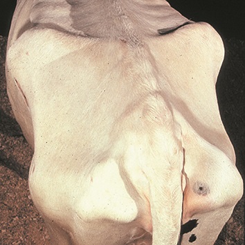 This is a picture showing the sharply defined hook and pin bones, and vertebrae of an emaciated cow.