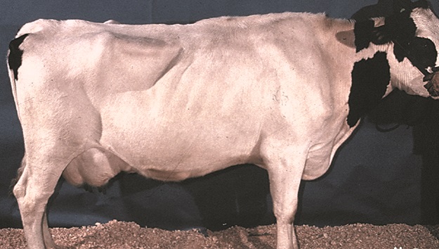 This is a picture of a thin cow that has a body condition score of 2.