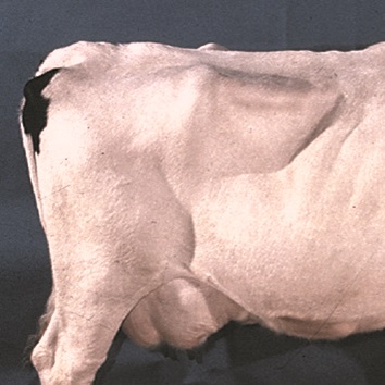 Photo montrant les vertèbres lombaires proéminentes d’une vache maigre.