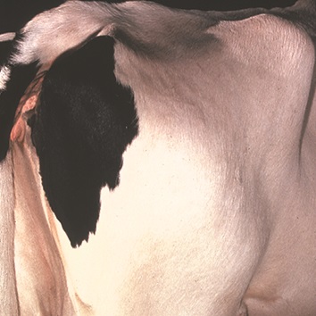 This is a picture showing a depression of the thurl region between the hook and pin bones of a thin cow.