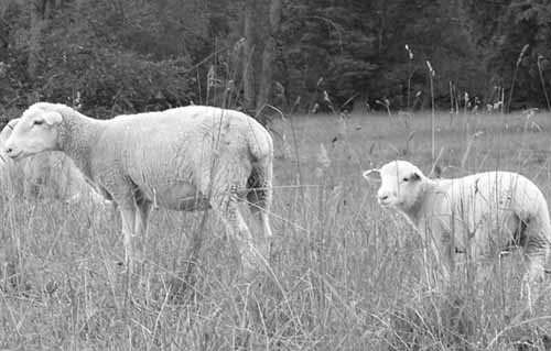 Dorset ewe and lamb standing in pasture field