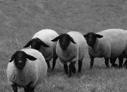 Suffolk ewes standing in pasture field