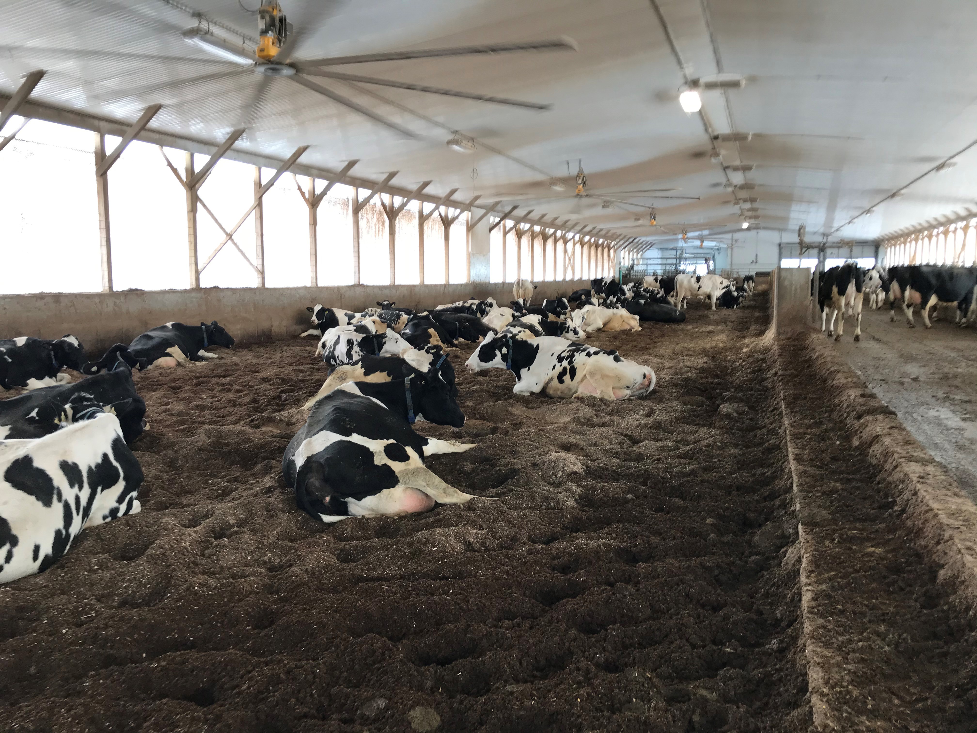 Cows lying in a compost-bedded pack barn