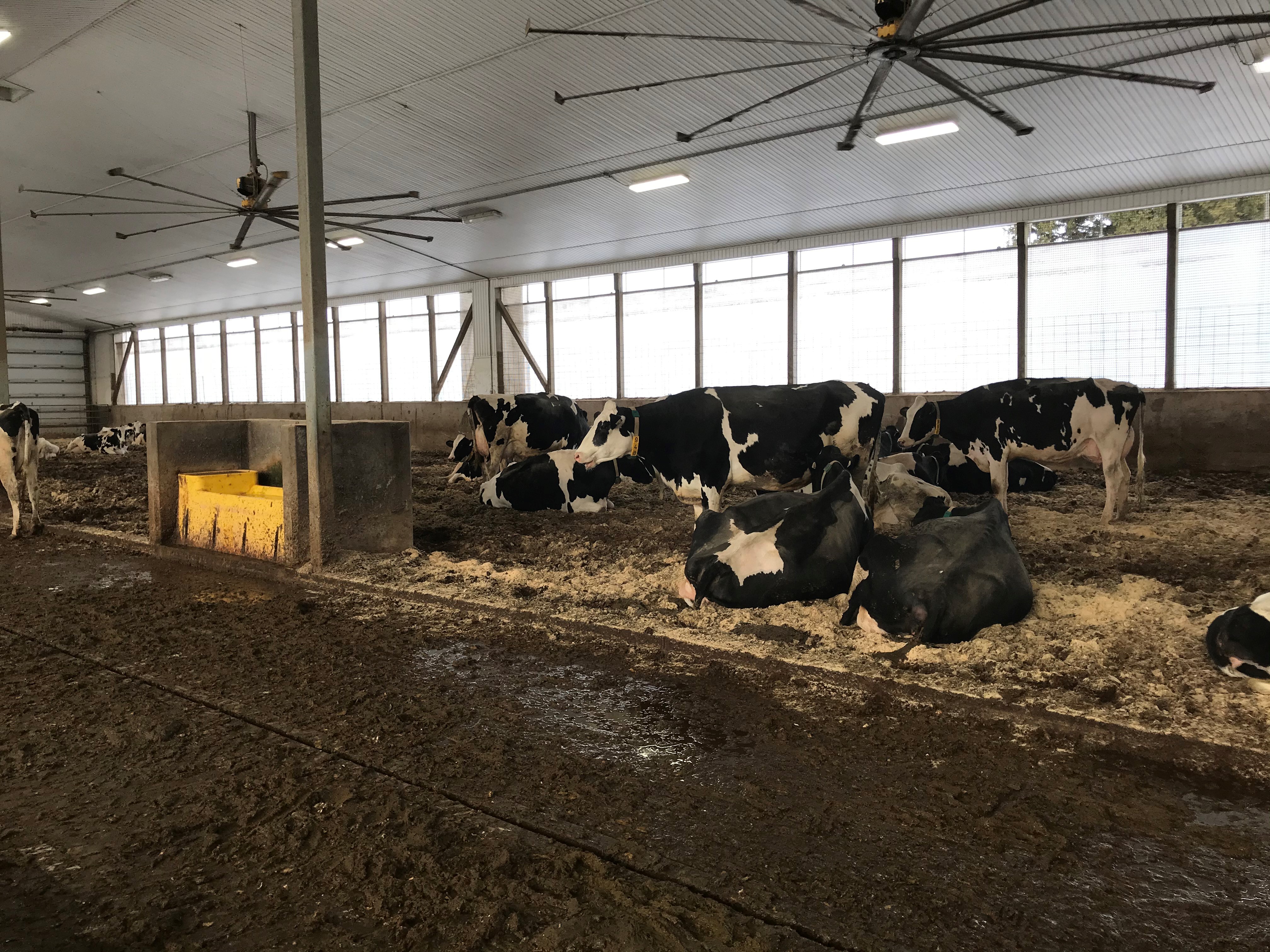 Compost-bedded pack barn with continuous access to the feed alley