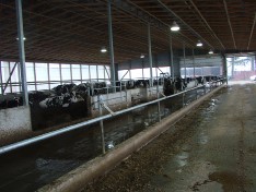 Compost-bedded pack barn with limited access to cow-feed alley