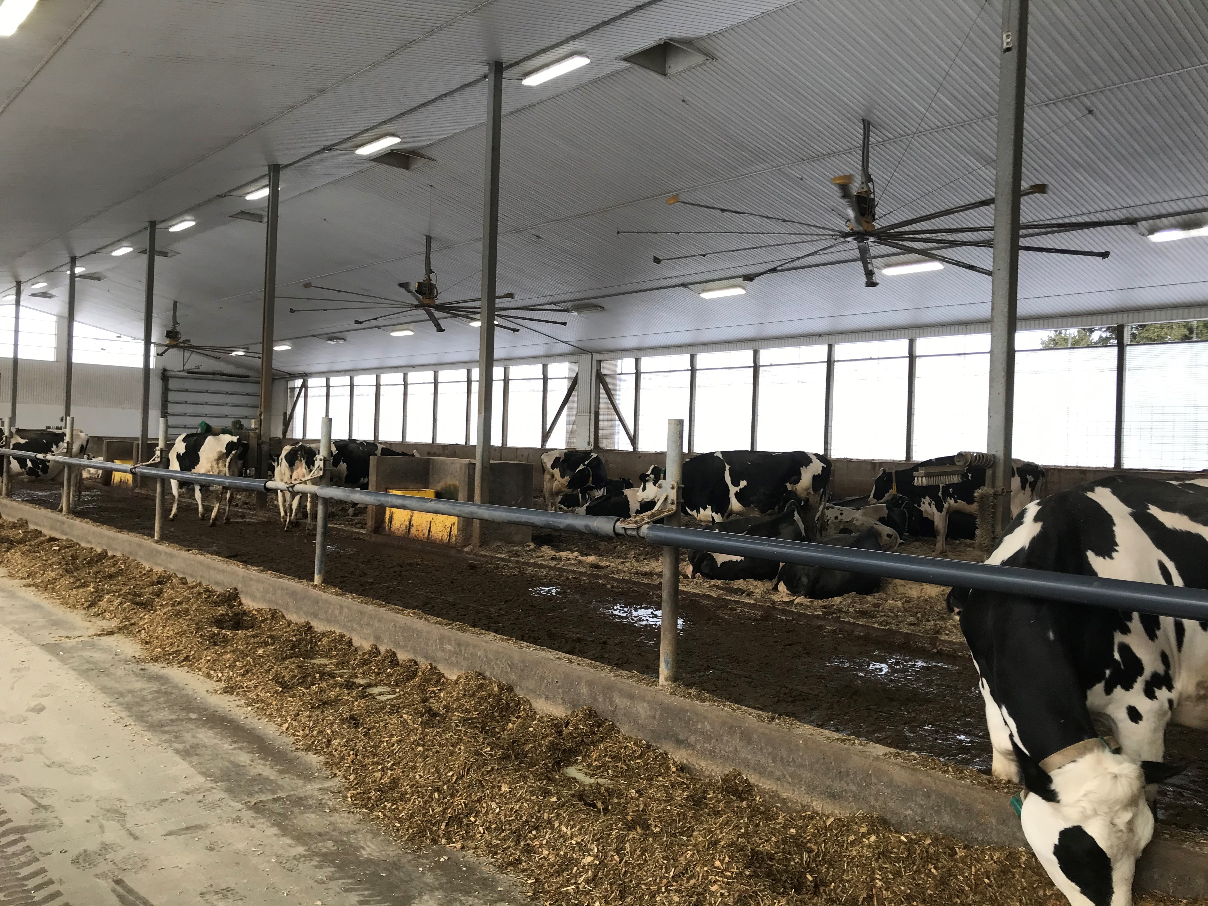 High-volume low-speed fans in a Compost-bedded pack barn