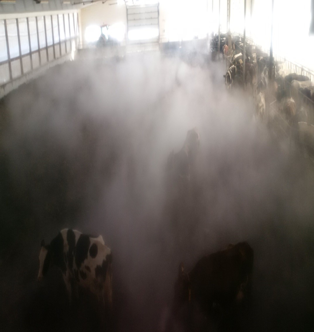 Fogging is a challenge in Compost-bedded pack barns during winter