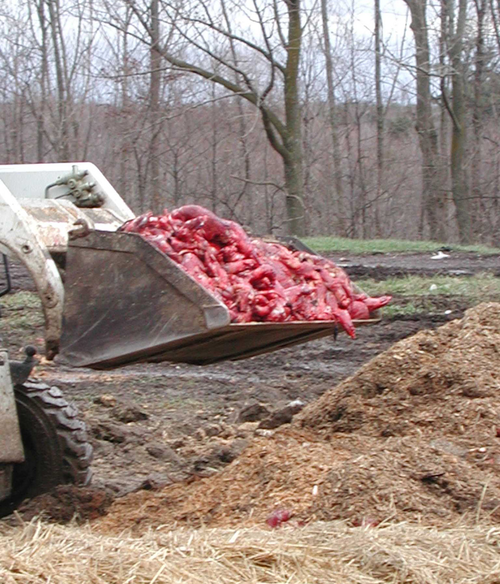 Photo of a tractor bucket adding ground carcasses to a compost pile.