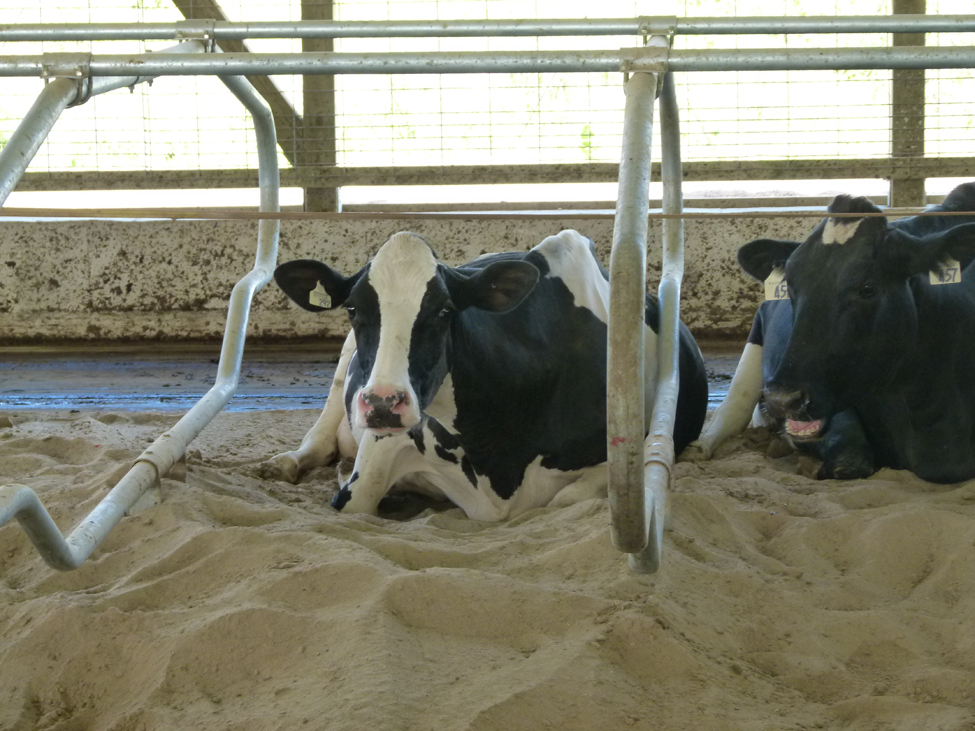 Photo of two dairy cows lying in free stalls inside barn on sand bedding