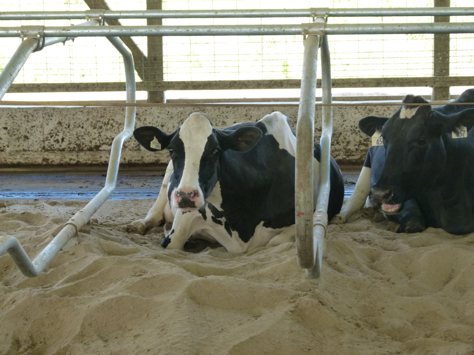 Photo de deux vaches laitières étendues sur une litière de sable dans des logettes d’une étable à stabulation libre.