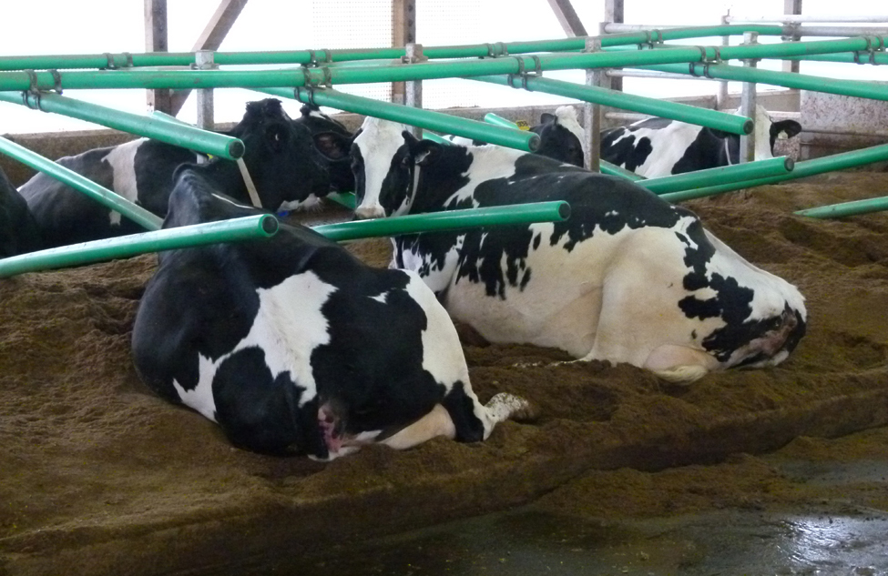 Photo of inside of free-stall dairy barn with cows lying on compost bedding divided by flexible stall dividers.