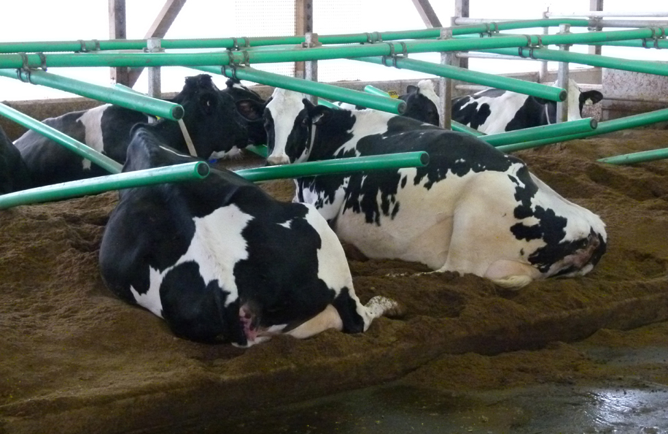 Photo de l’intérieur d’une étable laitière en stabulation libre montrant des vaches étendues sur une litière compostée dans des logettes avec éléments séparateurs flexibles.