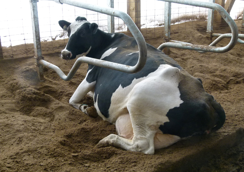 Photo of a dairy cow lying in a stall with deep-bedded compost from separated manure solids used for bedding.
