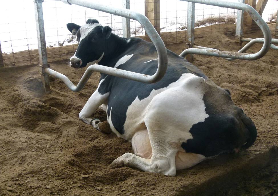 Photo d’une vache laitière étendue dans une logette dotée d’une litière profonde, compostée à partir de solides de fumier obtenus par séparation.