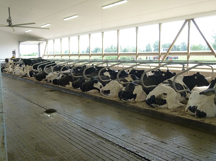 Row of Holstein cows lying in a free-stall barn.