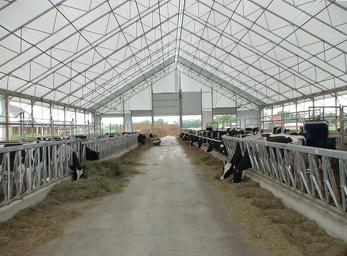 Photo de l’intérieur d’une étable laitière à recouvrement textile montrant deux rangées de vaches de part et d’autre du couloir d’alimentation.