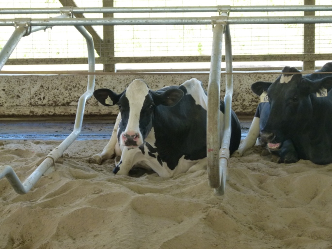 Figure 3. Deux vaches laitières étendues sur une litière de sable.