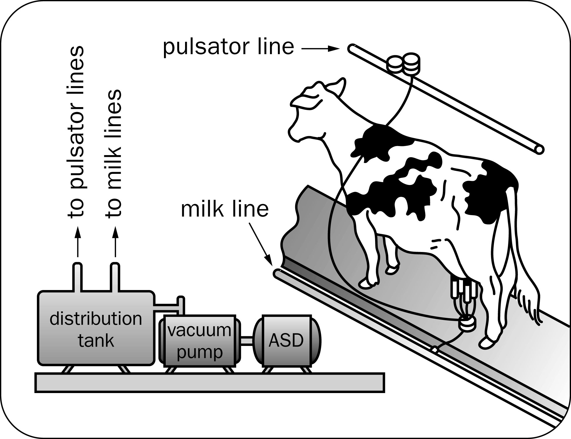 Drawing of a cow being milked, showing the milk line, pulsator, vacuum pump.