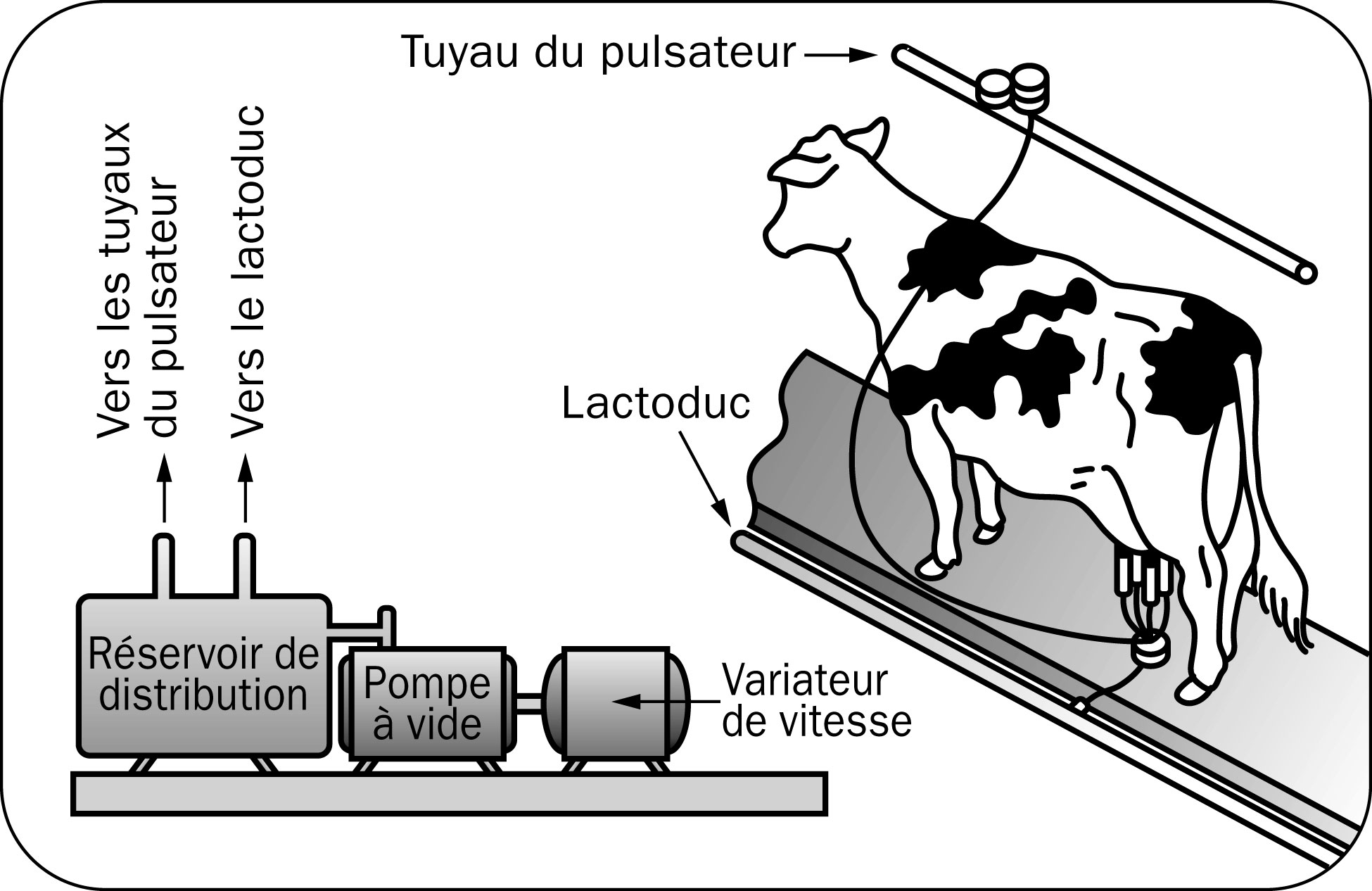 Dessin d'une vache durant la traite, illustrant le lactoduc, le tuyau du pulsateur, la pompe à vide et le réservoir de distribution.