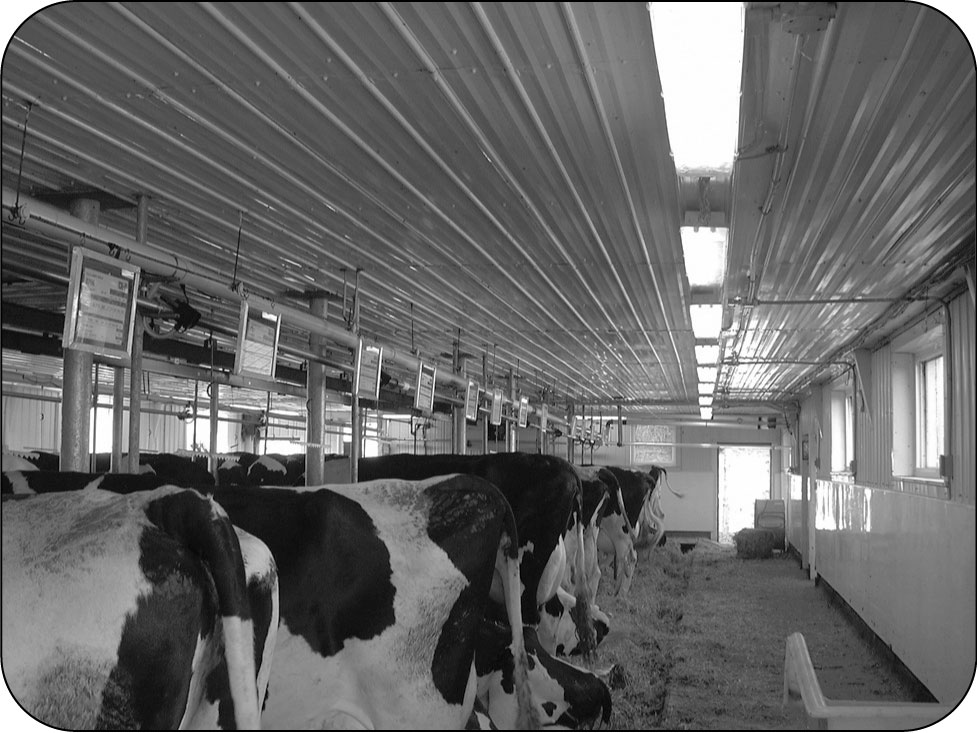 Photo of T-8 fluorescent lights in a dairy barn