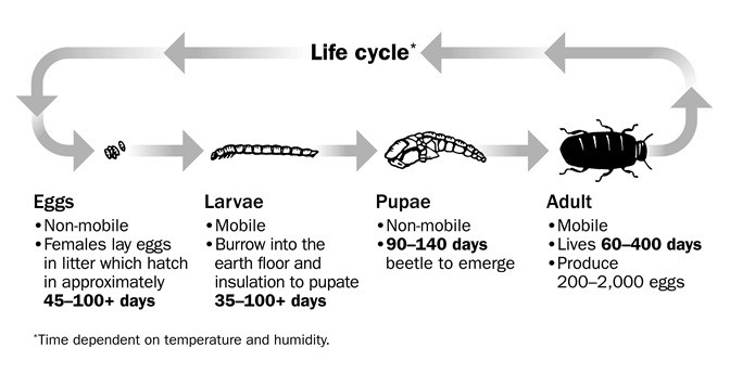 Lifecycle of darkling beetle.