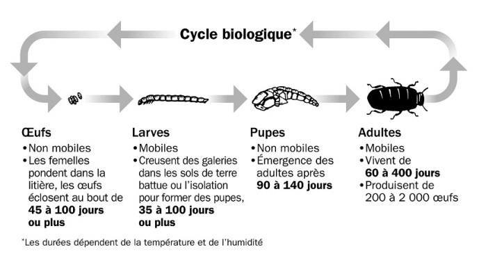Cycle biologique du petit ténébrion mat.