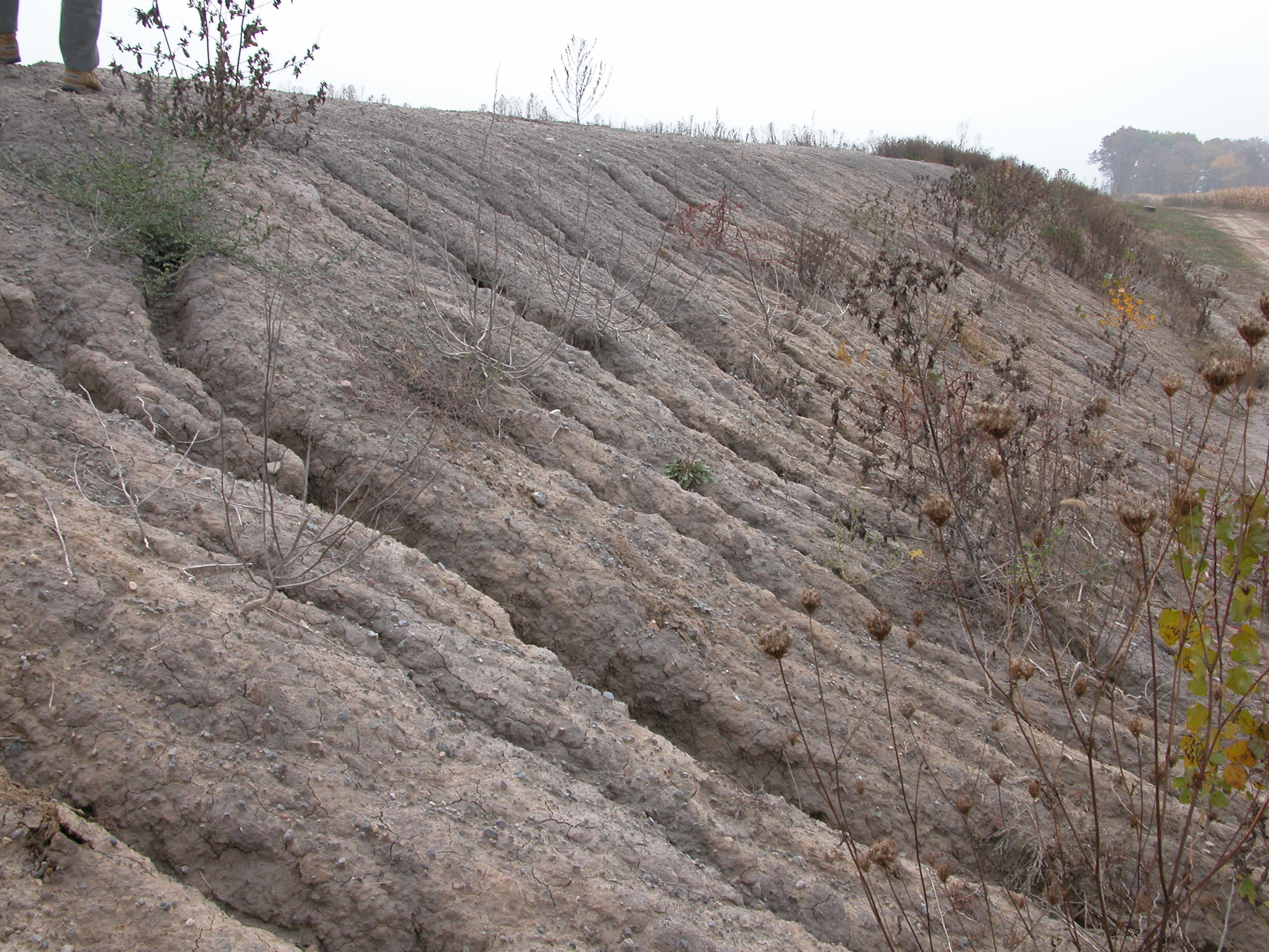 An example of a serious erosion problem because the bank was not re-seeded