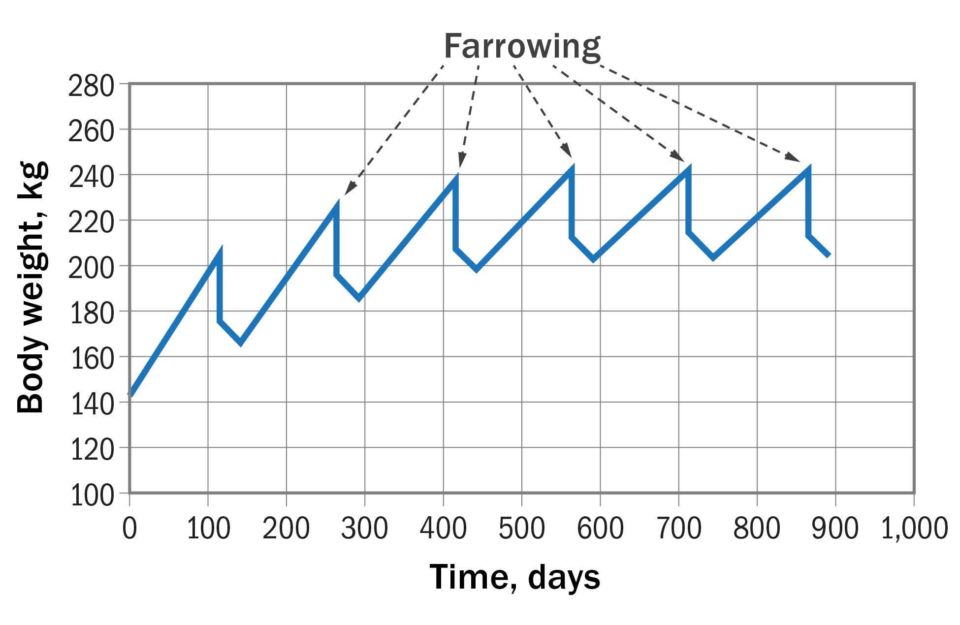 Graph showing body weight in kg on left hand side beginning at 100 at the bottom, increasing by 20 kg increments to 280 at the top. Time in days is listed across the bottom starting at 0 on the left and going to 1000 on the right increases in 100-day increments. The word farrowing is written across the top with five arrows pointing to peaks in the line that starts at 140 kg on the left and gradually increases with peaks and valleys.