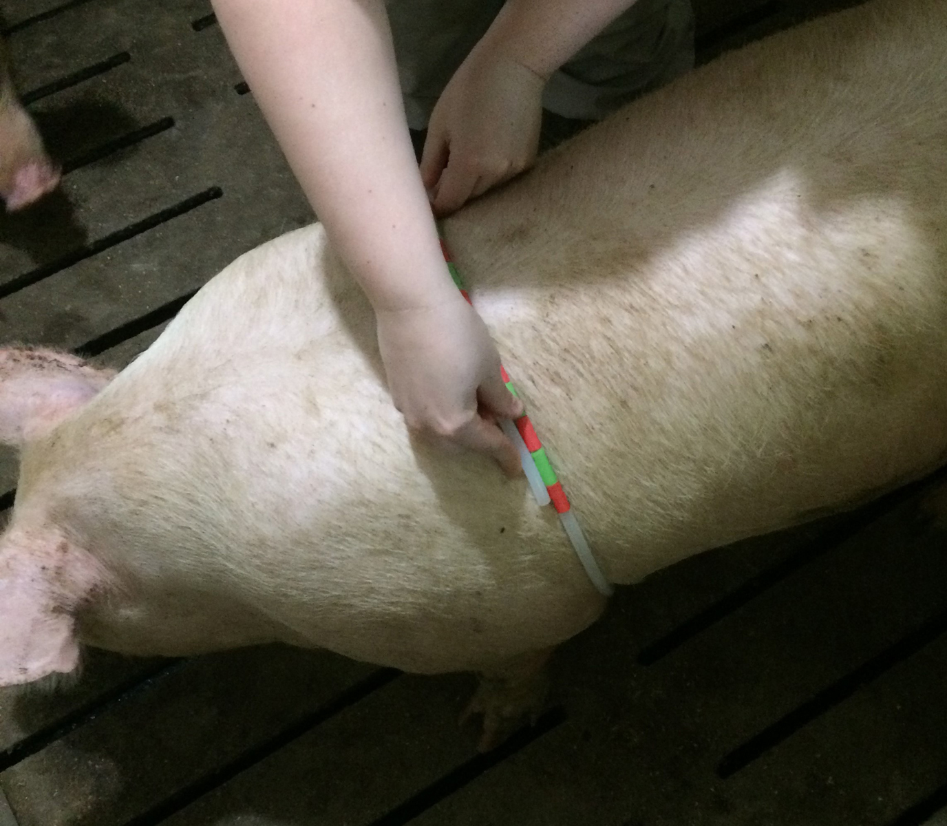 Photo of a person using a polyethylene tube to measure heart girth and estimate body weight on a pig.