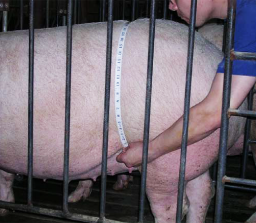 Photo of a person using flank-to-flank measurement to measure a sow.