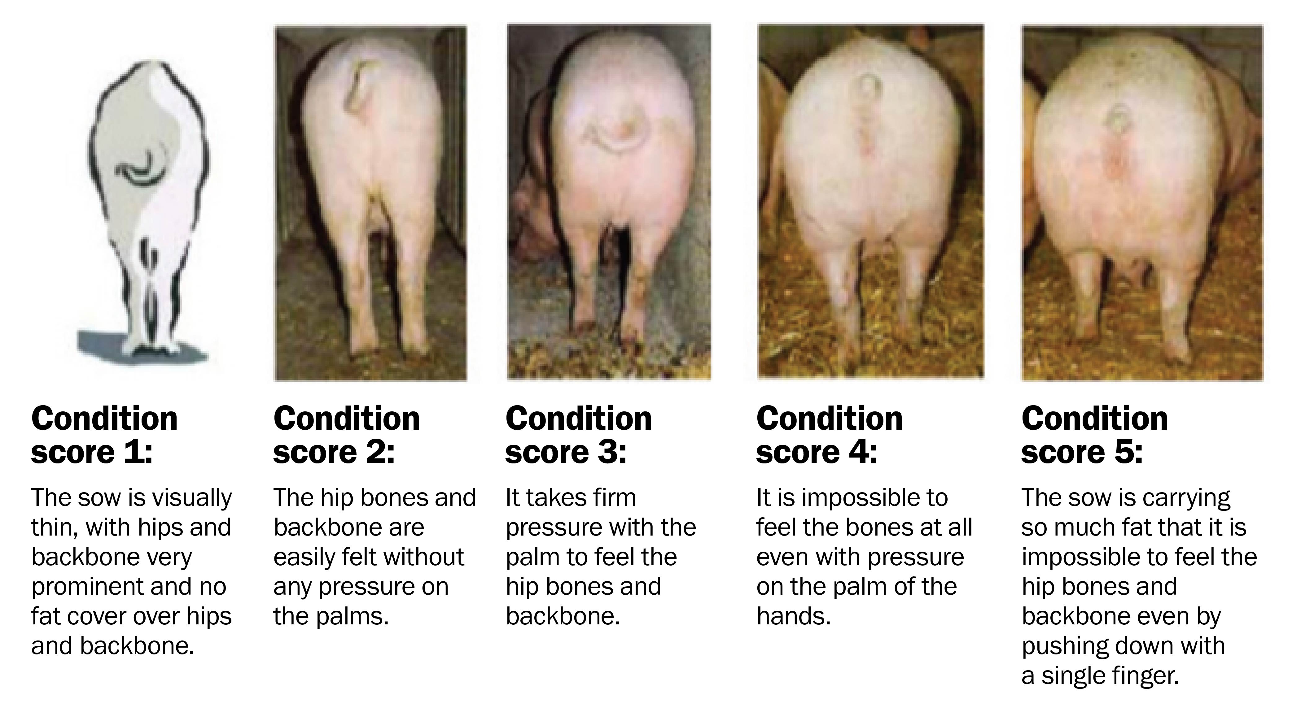 Graphic showing the rear ends of 5 pigs. Under each image from left to right is the description of how to interpret what is felt for each score. The scores range from Condition 1 on the left to Condition 5 on the right.