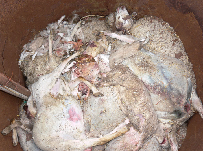 sheep that are not decomposed