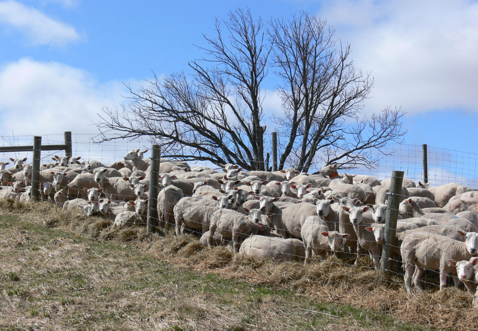 Photo d’une centaine au moins de brebis tondues qui se tiennent debout et couchées le long d’une clôture dans un pâturage de l’Ontario, la plupart des brebis regardant du côté de l’appareil-photo (comme le font souvent les moutons).